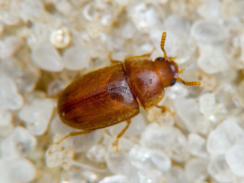 Pentaphyllus testaceus (Hellwig, 1792)